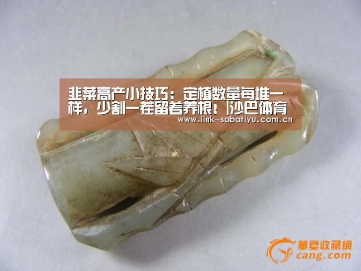 韭菜高产小技巧:定植数量每堆一样,少割一茬留着养根!|沙巴体育app(图1) 沙巴体育