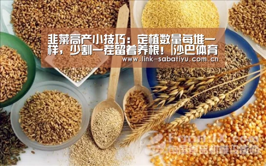 韭菜高产小技巧:定植数量每堆一样,少割一茬留着养根!|沙巴体育app(图3) 沙巴体育官网